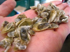 A Million Little Oysters in Hand
