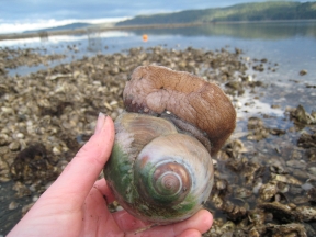 Moon Snail on wintry low tide