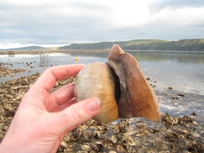 Moon snail from side