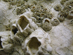 Big oyster, close-up of barnacles