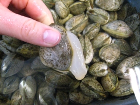 clam foot