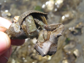 Hermit Crab drag
