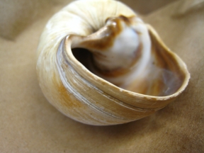 moon snail shell