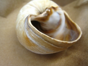 Red Foot Moon Snail