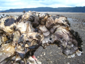 Oyster Cluster