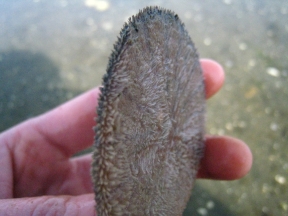 Washington Sand Dollar