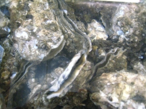 openoysters2