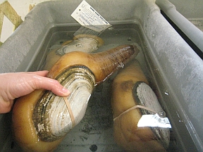 geoduck