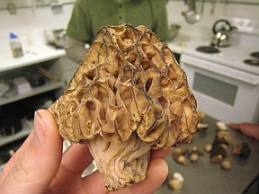 morel