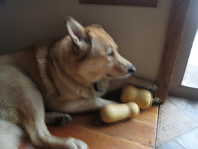 dog-with-squash