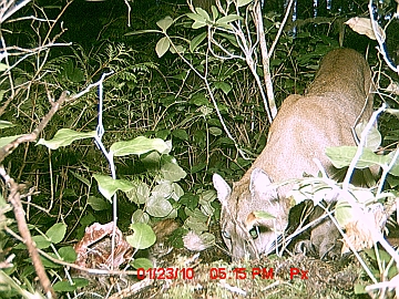 cougar2