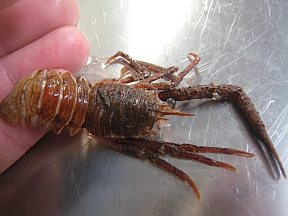 shrimplobster